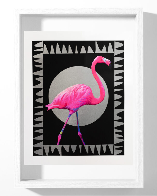Flamingo - Image 4